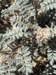 Dalea mollissima