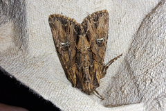 Mniotype occidentalis