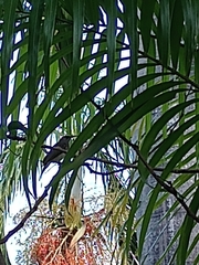 Stomiopera unicolor