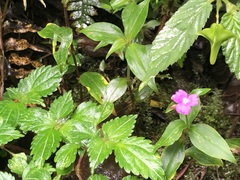 Tradescantia poelliae image