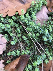 Galium saxatile