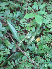 Sansevieria senegambica