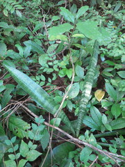 Sansevieria senegambica