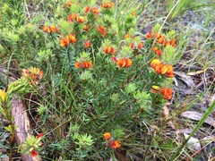 Pultenaea humilis