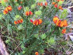 Pultenaea humilis