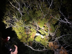 Phoradendron hawksworthii