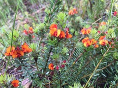 Pultenaea humilis