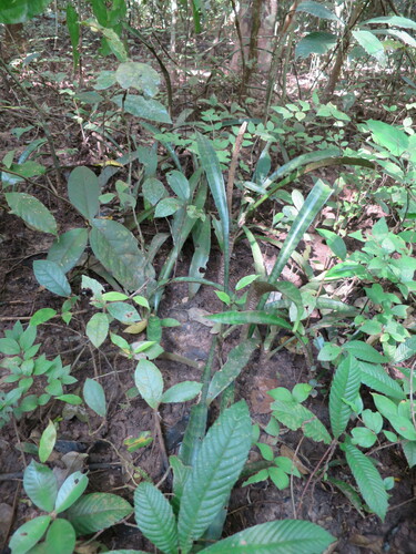Bowstring hemp (Sansevieria senegambica)