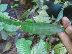 Sansevieria senegambica