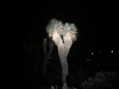 Yucca