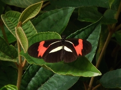 Heliconius
