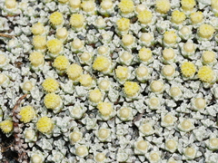 Raoulia hookeri hookeri