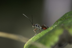Proctotrupidae