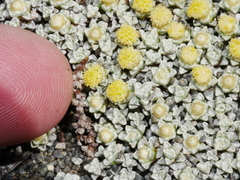 Raoulia hookeri hookeri