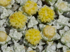 Raoulia hookeri hookeri