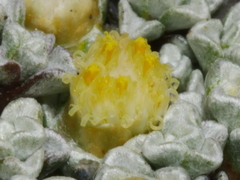 Raoulia hookeri hookeri