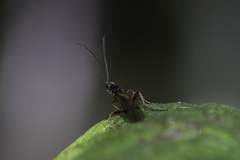 Proctotrupidae