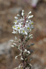 Drimia numidica