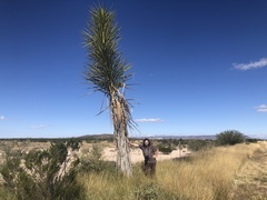 Yucca torreyi