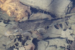 Hypentelium nigricans