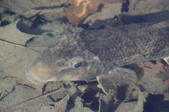 Hypentelium nigricans