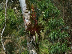 Vriesea philippo-coburgii (Vriesea friburgensis)
