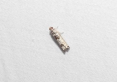 Spilonota constrictana