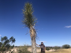 Yucca torreyi