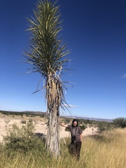 Yucca torreyi