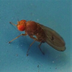 Drosophila immigrans