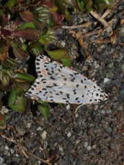 Utetheisa pulchelloides vaga