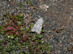 Utetheisa pulchelloides vaga