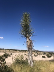 Yucca torreyi