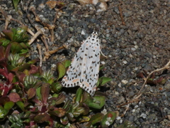 Utetheisa pulchelloides vaga