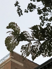 Xanthogaleruca luteola