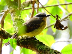 Myiodynastes hemichrysus