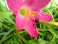 Zephyranthes rosea