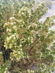 Baccharis tola