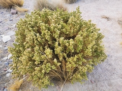 Baccharis tola