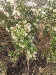 Baccharis tola