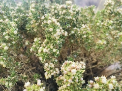 Baccharis tola