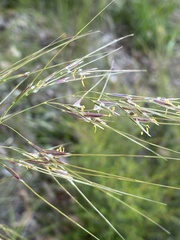 Austrostipa mollis