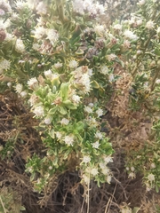 Baccharis tola