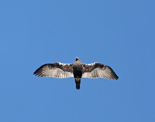Spanish Eagle