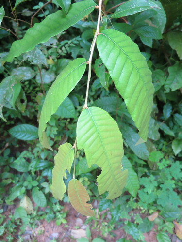 Guinea Plum (Parinari excelsa)