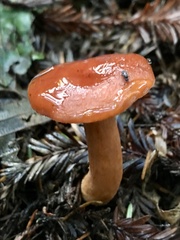 Lactarius subviscidus