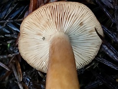 Lactarius subviscidus