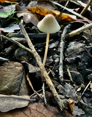Mycena galericulata
