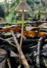 Mycena galericulata