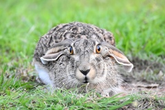 Lepus callotis